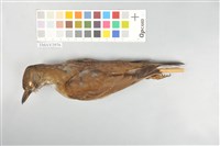 藏品(白腹鶇)的圖片